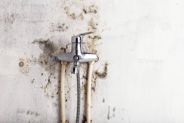 Best White Mold Remediation in Lakeview Estates, GA