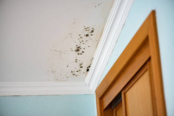 Best HVAC Mold Remediation in Lakeview Estates, GA