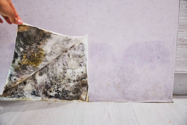 Best Health and Safety Mold Remediation in Lakeview Estates, GA